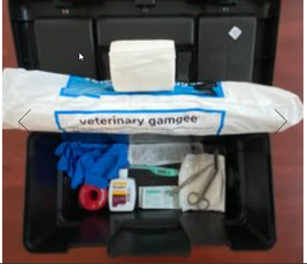 Praktijktraining EHBO  paarden + grooming paard