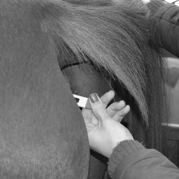 Praktijktraining EHBO  paarden + grooming paard