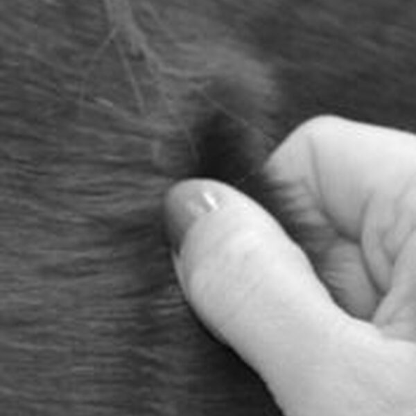 Praktijktraining EHBO  paarden + grooming paard