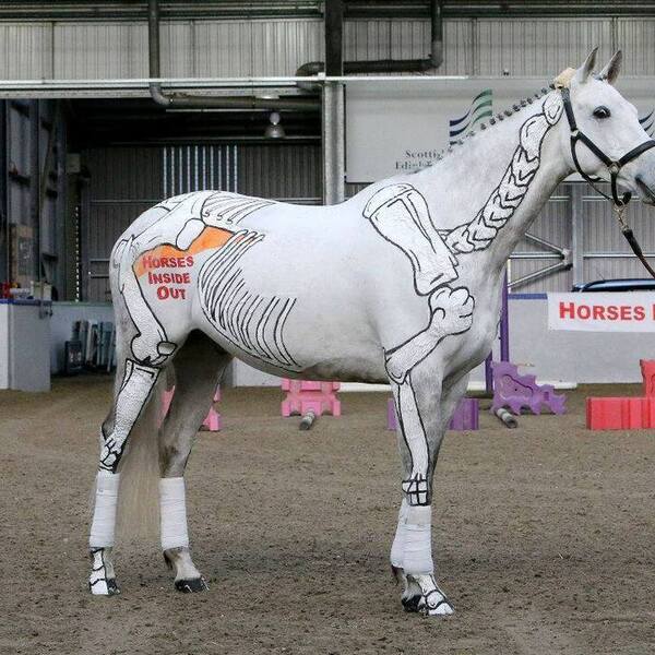 Praktijktraining EHBO  paarden + grooming paard