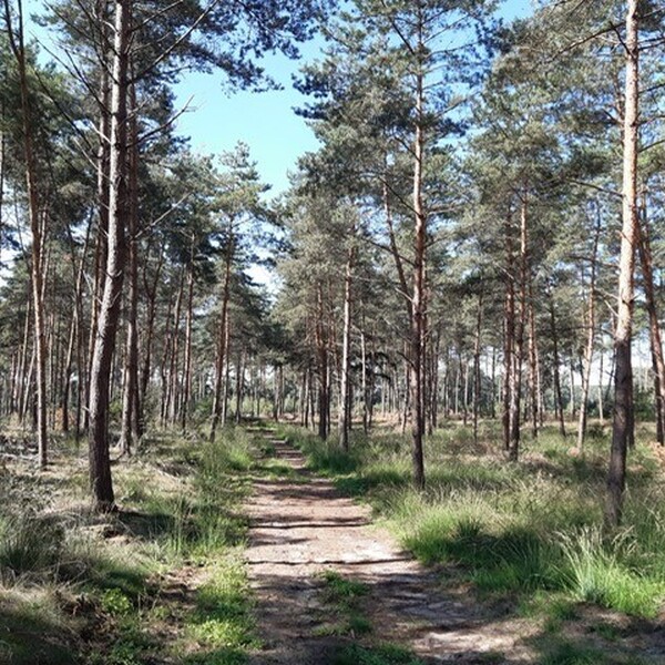 Pinktster-rit met lunch in het bos