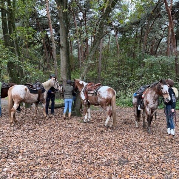 Voorjaars-buitenrit met lunch in het bos
