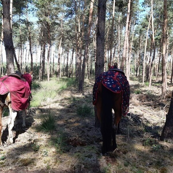 Voorjaars-buitenrit met lunch in het bos
