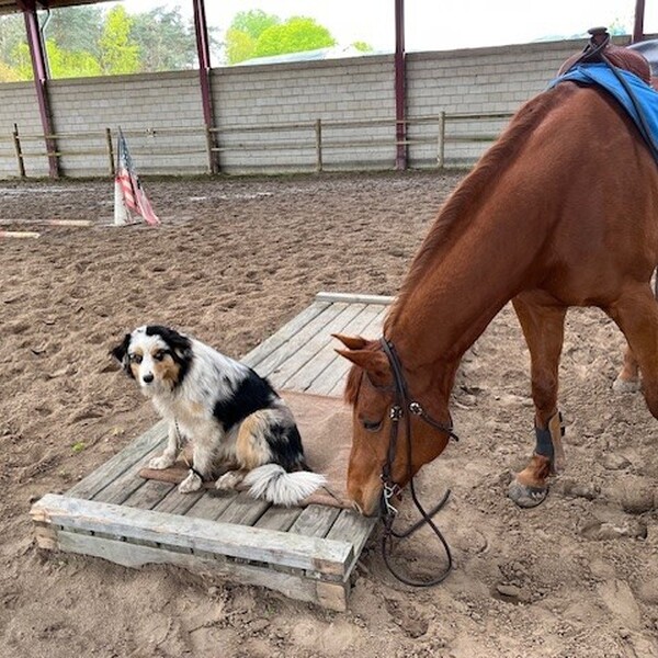 Western ranch riding clinic & lasso gooien(Roping) clinic te paard 