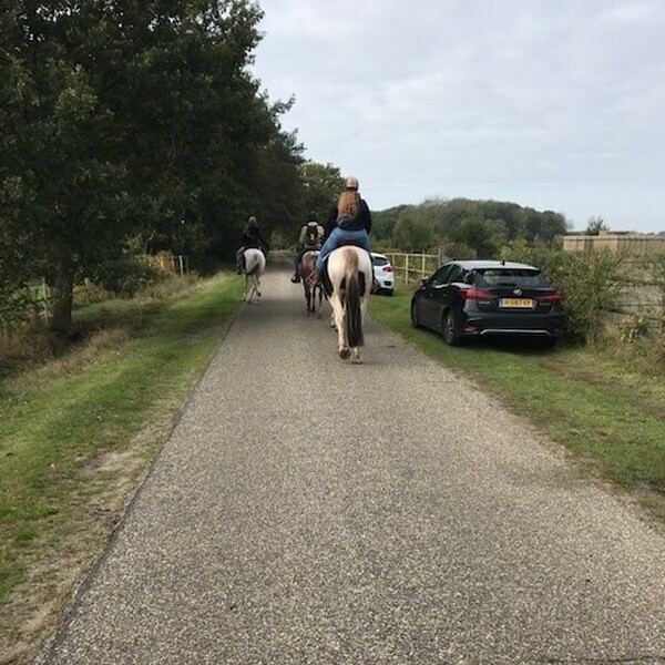 Buitenrit met lunch in het bos