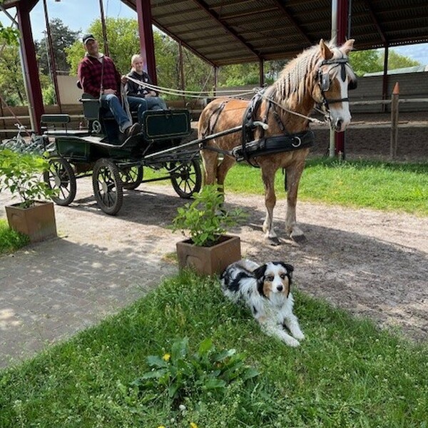 Buitenrit met lunch in het bos