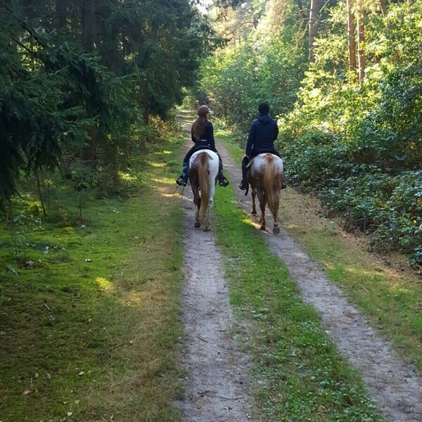 Buitenrit met lunch in het bos