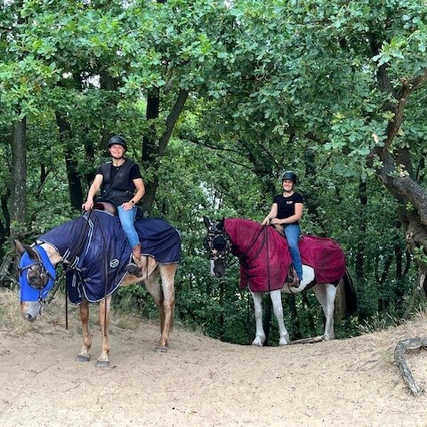 Buitenrit met lunch in het bos