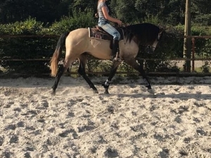 Paardenverkoop