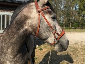 Paardenverkoop