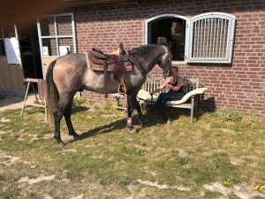 Paardenverkoop