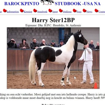 Lana 10 jr. BarockPinto studbook